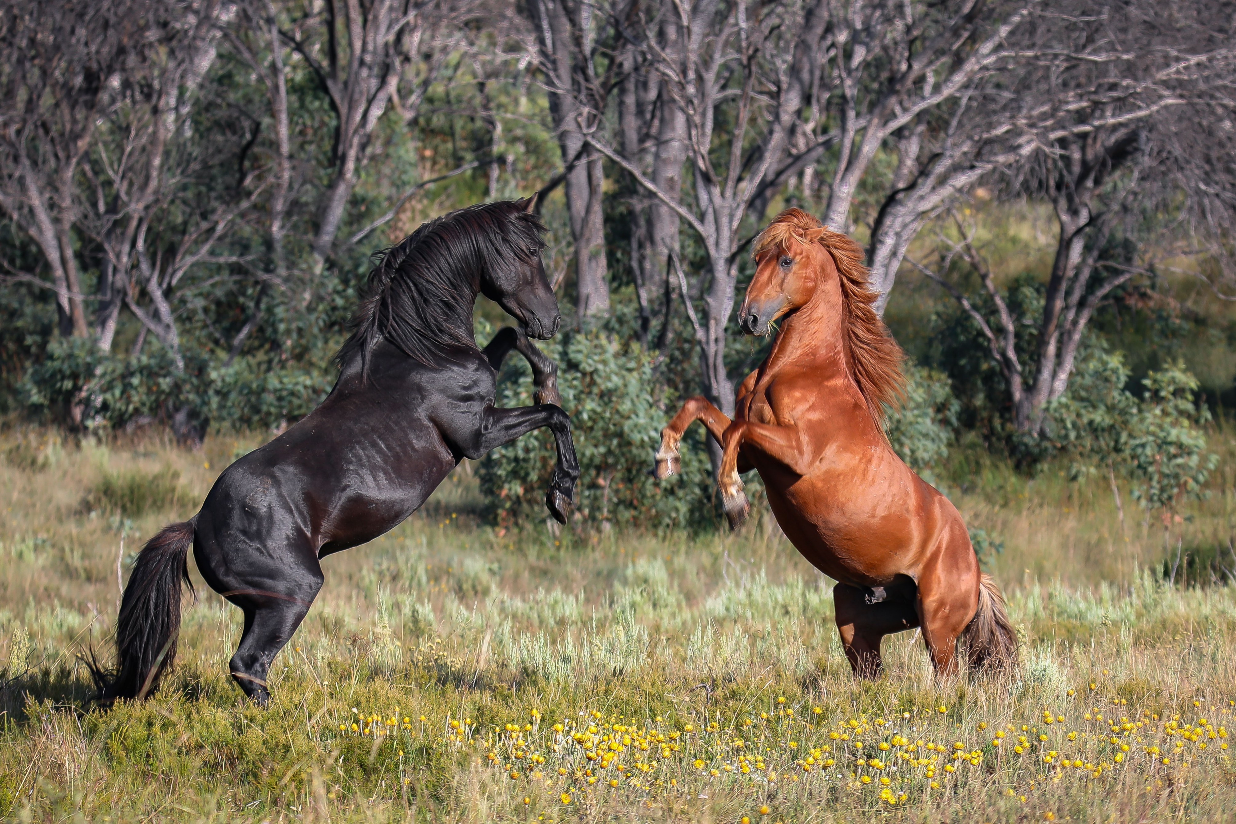 Los caballos brumby de las Montañas Nevadas son considerados por muchos como una parte integral de la cultura e historia australiana, pero los conservacionistas argumentan que son invasores alienígenas que destruyen frágiles ecosistemas nativos