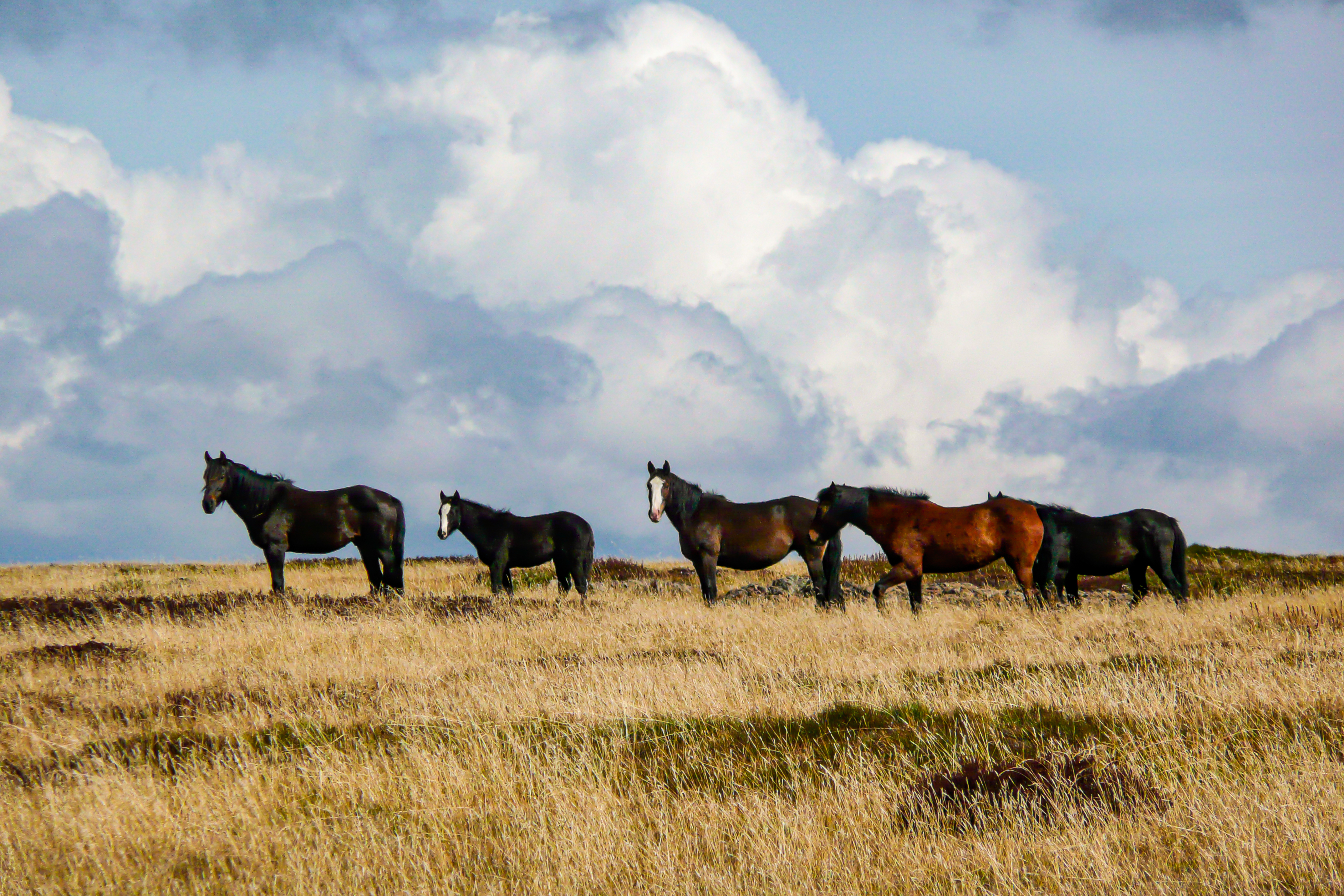 Brumbies cerca del monte Kosciuszko, a 300 millas al sur de Sídney. Los ecologistas han hecho campaña durante años para una cacería, pero para muchos la matanza es una traición a los animales que ayudaron a fundar la Australia moderna